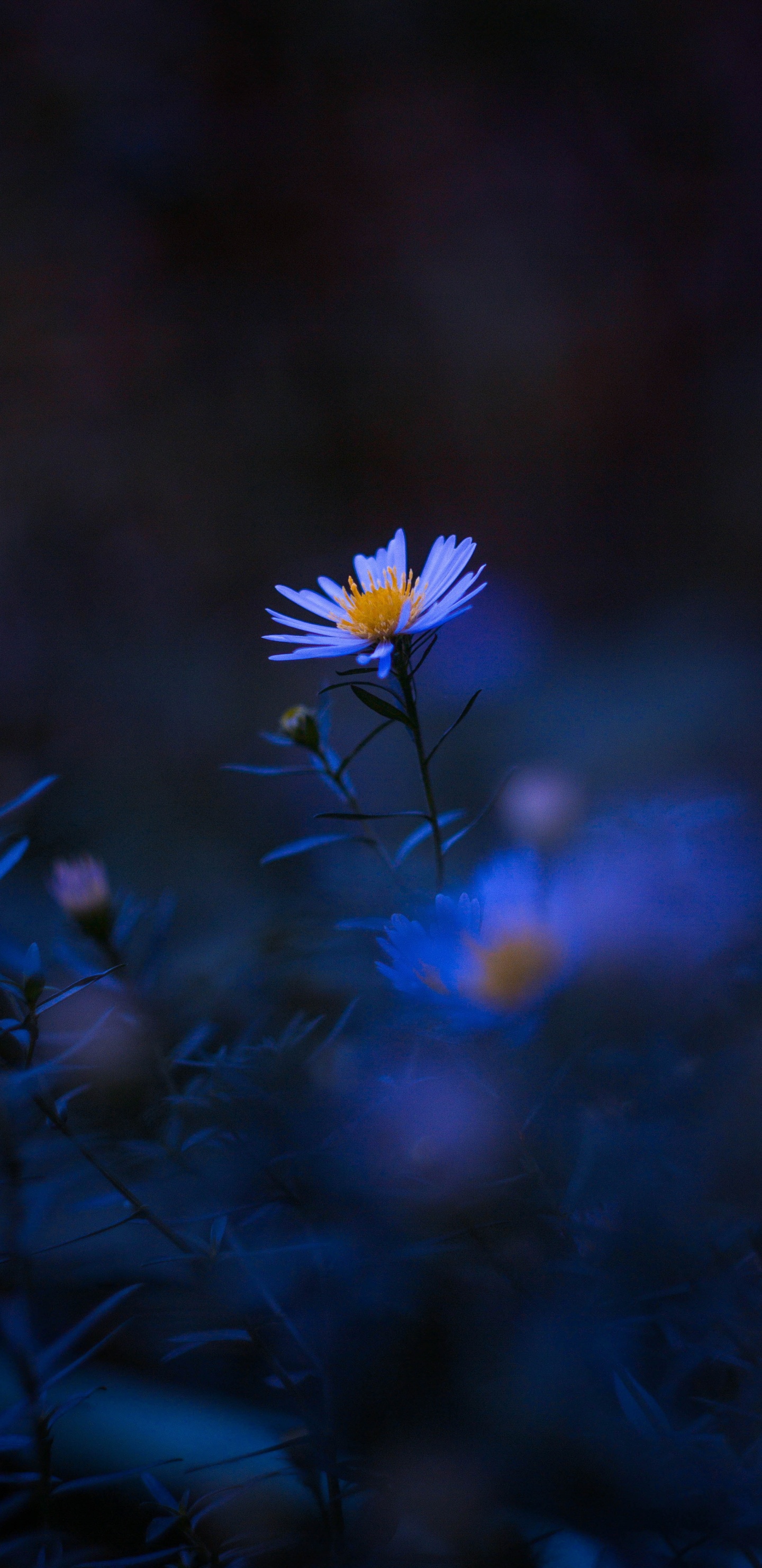 Blue, Pétale, Purple, Plante Herbacée, la Floraison de la Plante. Wallpaper in 1440x2960 Resolution