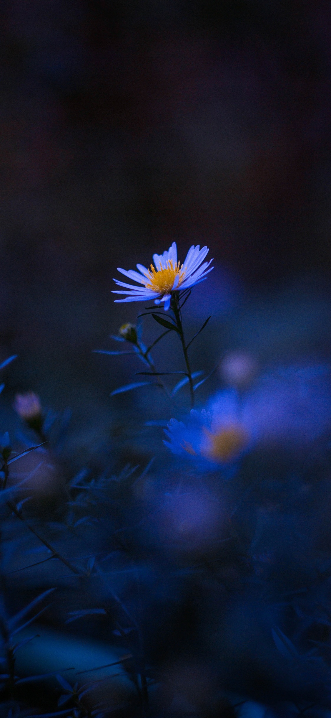 Flower, Plant, Blue, Petal, Purple. Wallpaper in 1125x2436 Resolution