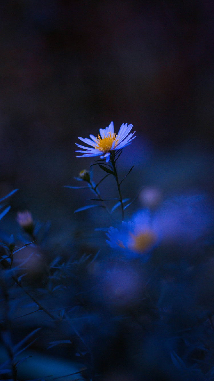 Flower, Plant, Blue, Petal, Purple. Wallpaper in 750x1334 Resolution