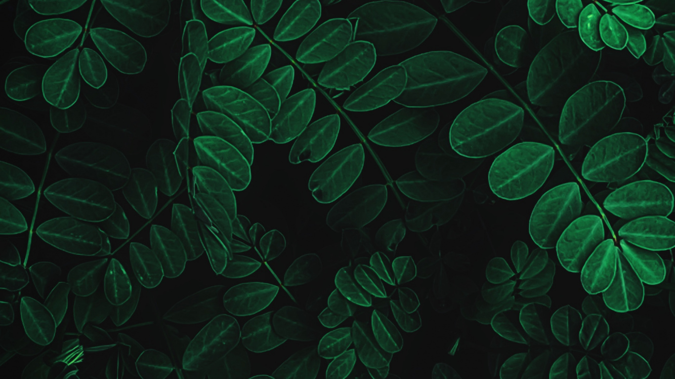 IOS, IOS 13, Apple, Feuille, Plante Terrestre. Wallpaper in 1366x768 Resolution