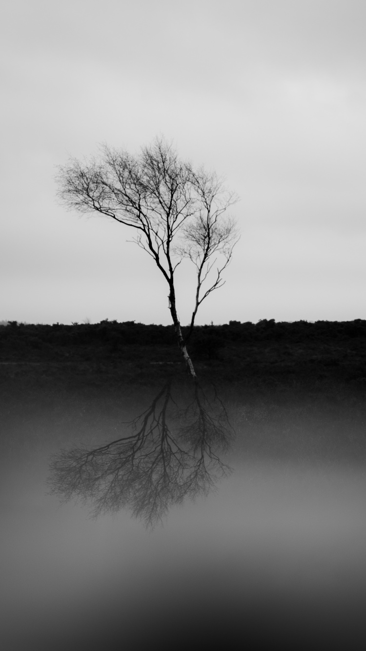 Naturaleza, en Blanco y Negro, Blanco, Negro, Paisaje Natural. Wallpaper in 750x1334 Resolution