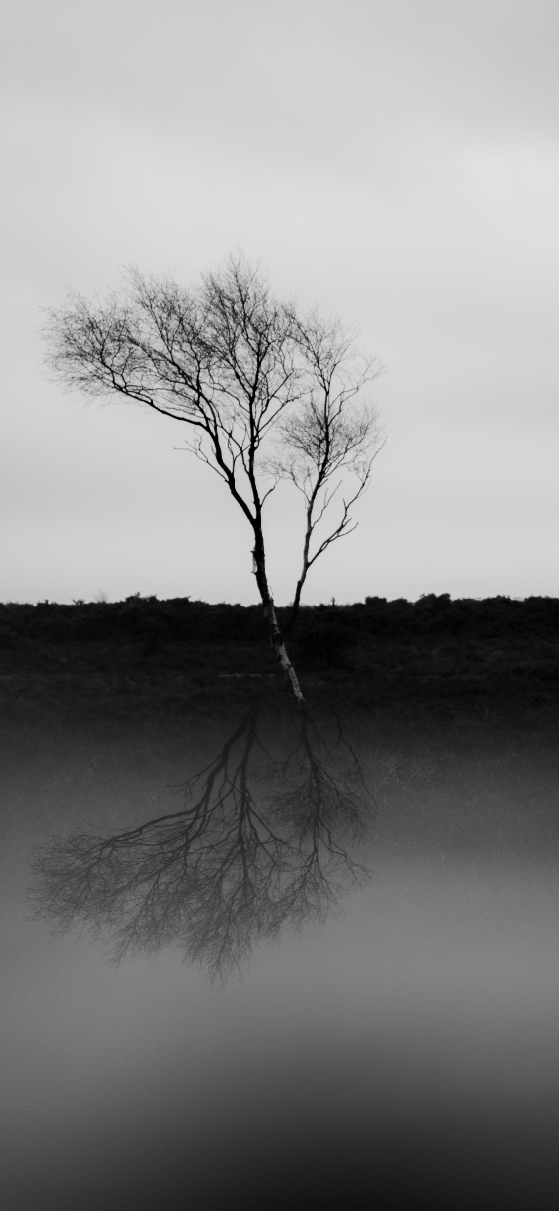 Natur, Schwarz Und Weiß, Wei, Schwarz, Naturlandschaft. Wallpaper in 1125x2436 Resolution