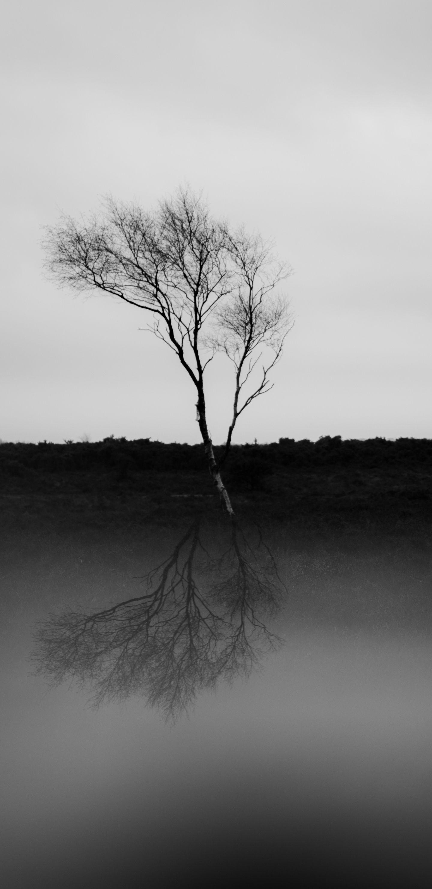 Natur, Schwarz Und Weiß, Wei, Schwarz, Naturlandschaft. Wallpaper in 1440x2960 Resolution