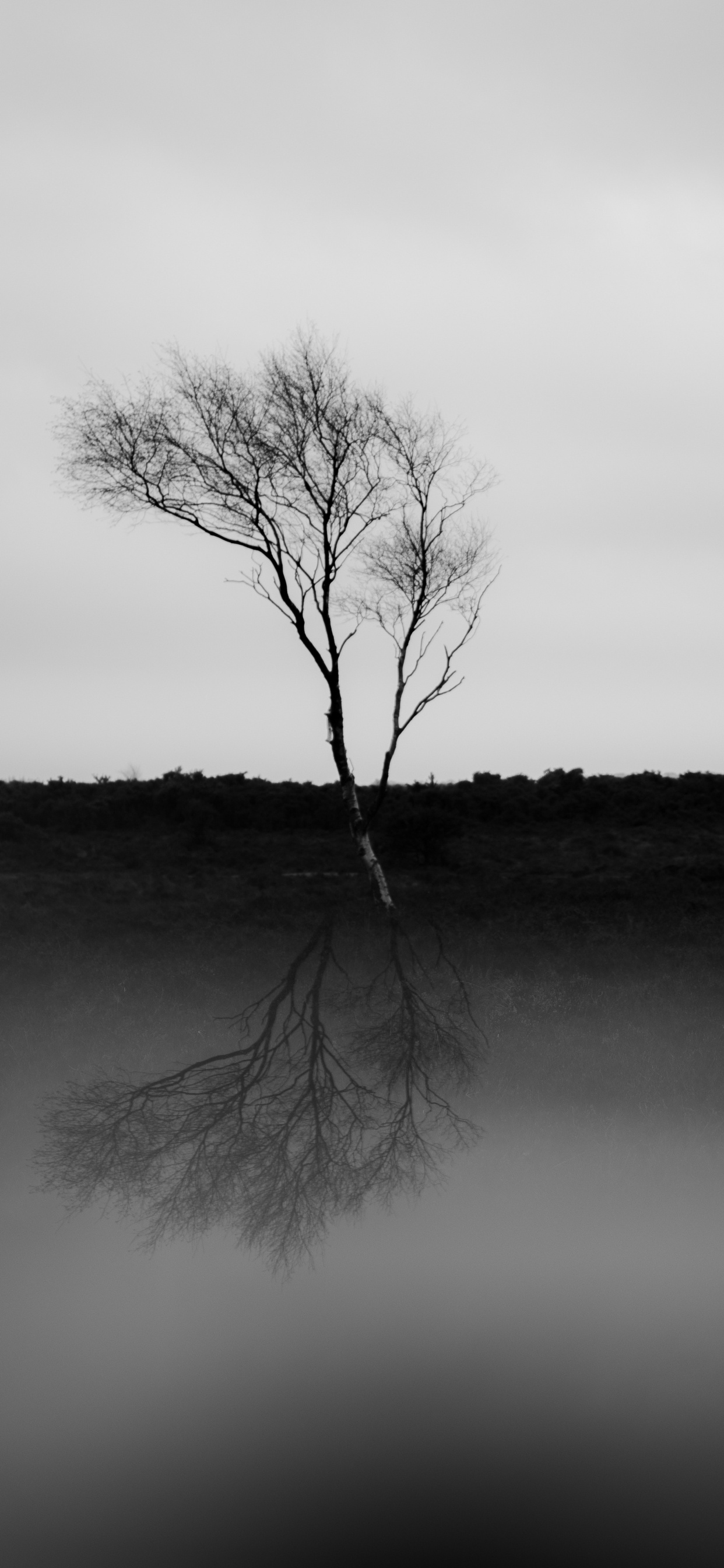 Nature, Black and White, White, Black, Natural Landscape. Wallpaper in 1242x2688 Resolution