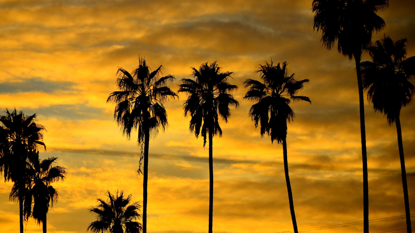 Silhouette de Palmiers Sous Ciel Nuageux Pendant la Journée. Wallpaper in 1366x768 Resolution