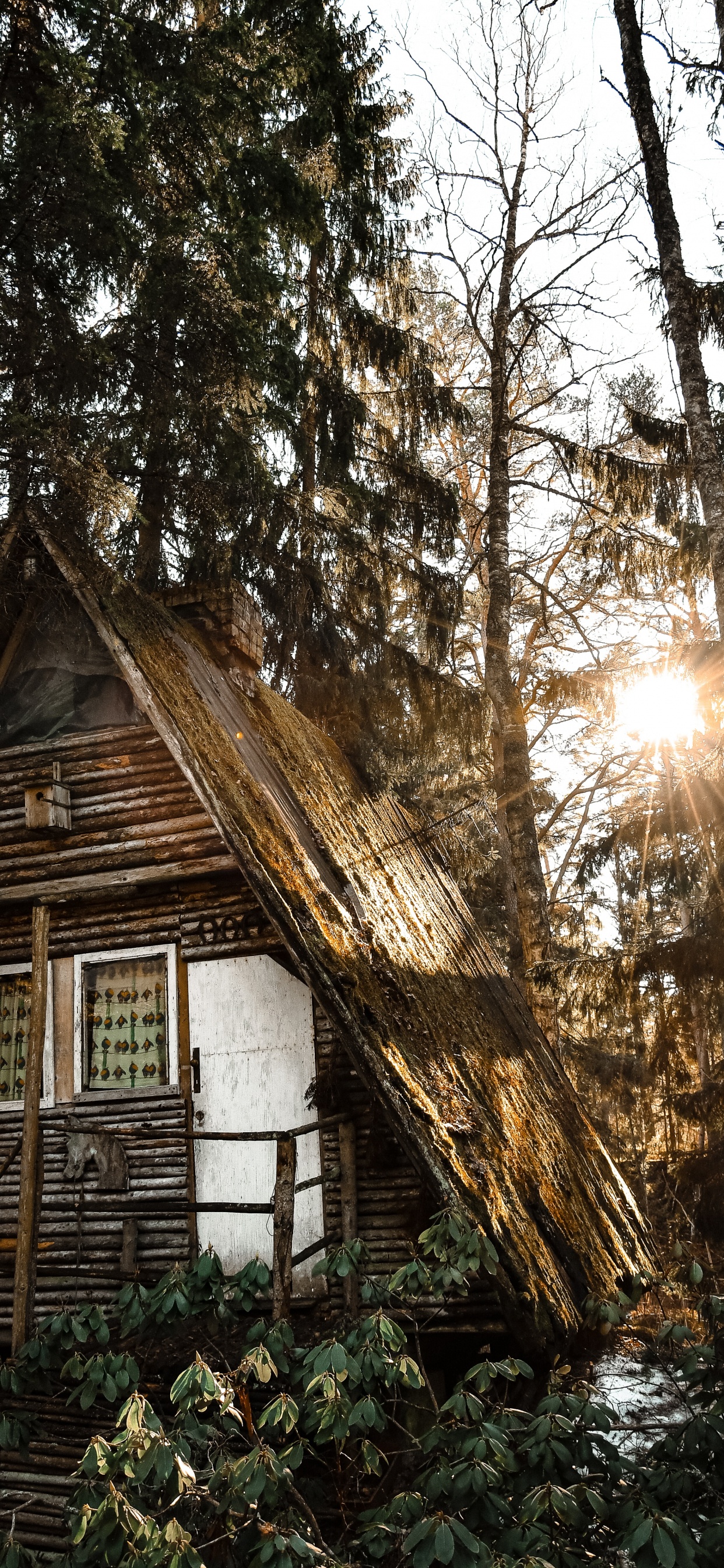 Building, Tree, House, Home, Light. Wallpaper in 1242x2688 Resolution