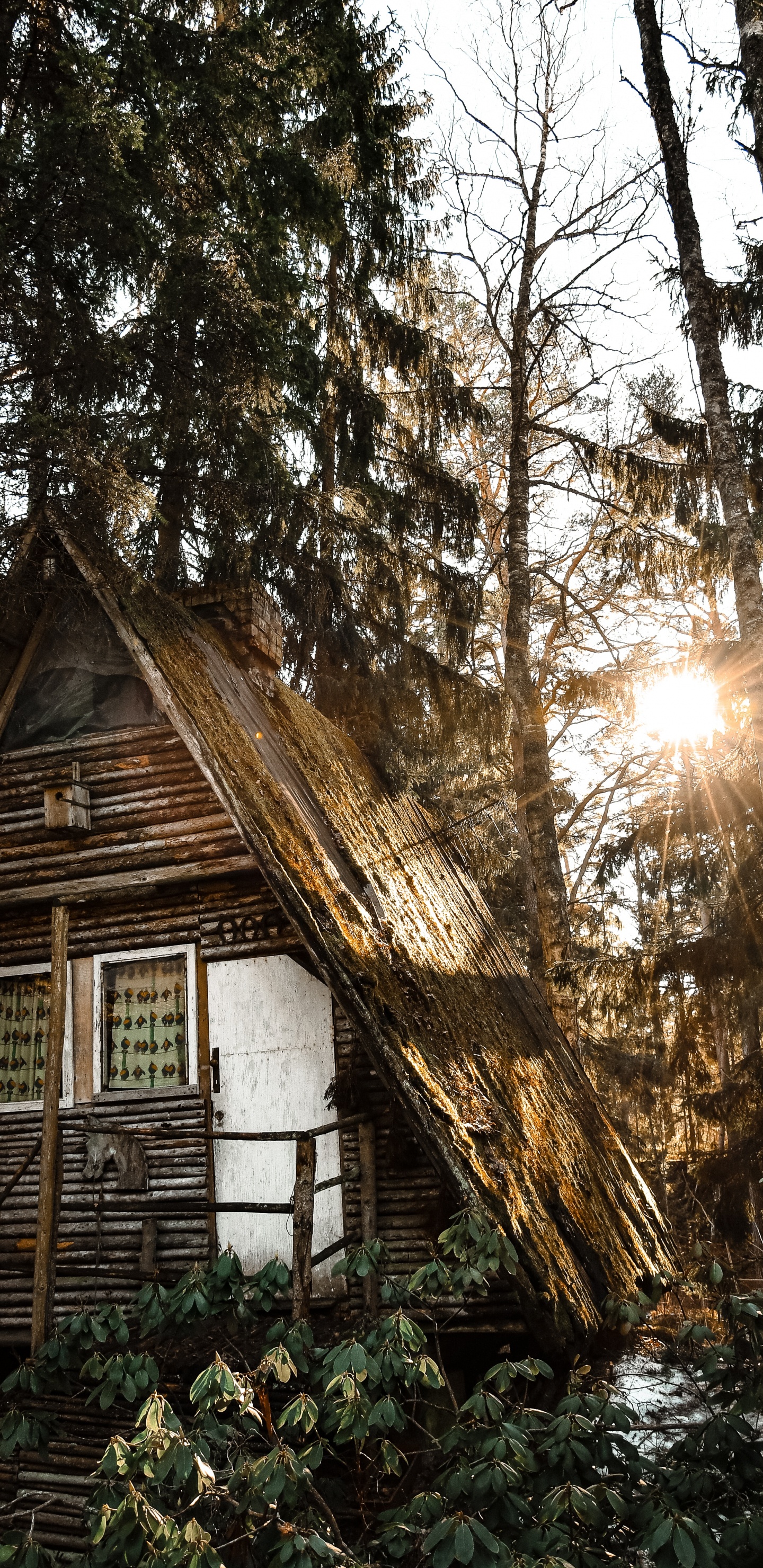 Building, Tree, House, Home, Light. Wallpaper in 1440x2960 Resolution