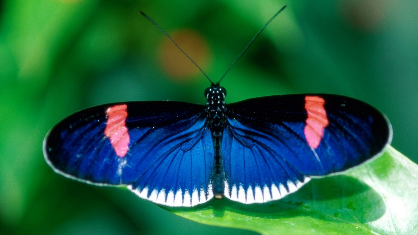 Blue Black and White Butterfly on Green Leaf. Wallpaper in 1366x768 Resolution
