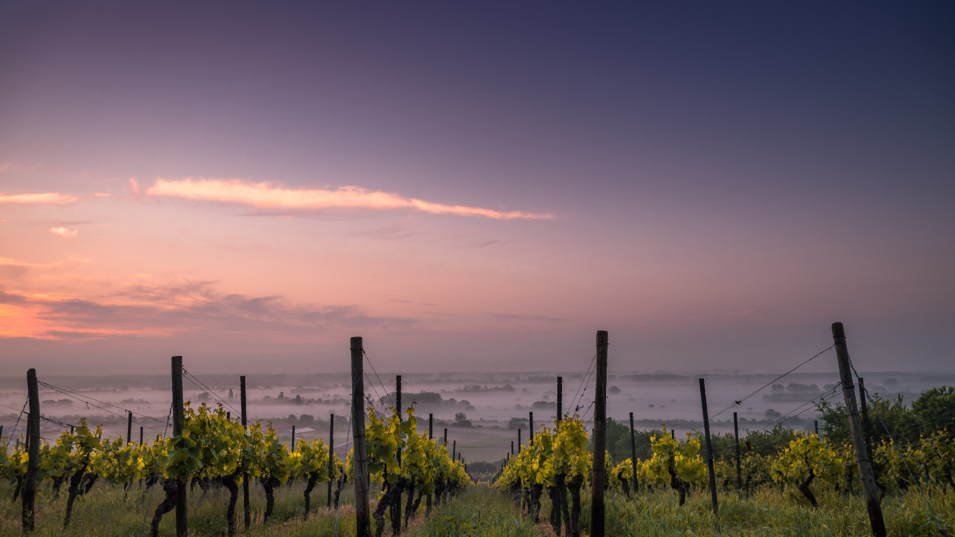 Viña, Vino, Viticultura, Parra, Sauvignon Blanco. Wallpaper in 1366x768 Resolution