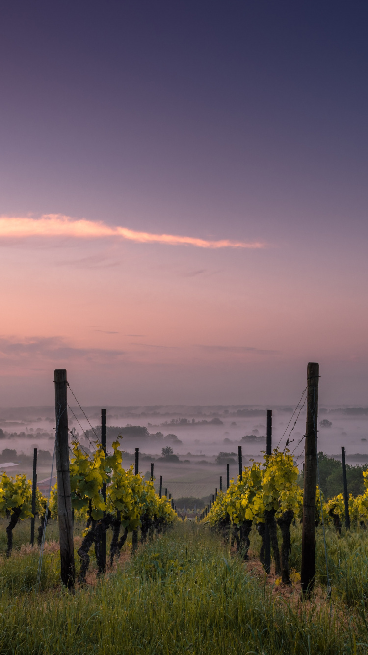 Viña, Vino, Viticultura, Parra, Sauvignon Blanco. Wallpaper in 750x1334 Resolution