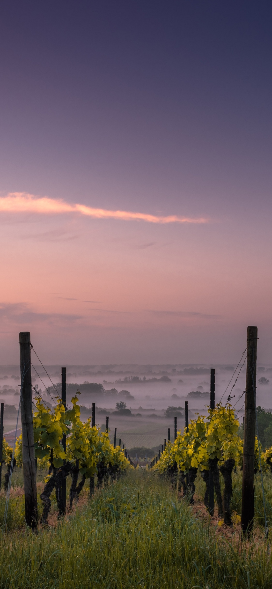 Vineyard, Wine, Viticulture, Grapevines, Sauvignon Blanc. Wallpaper in 1125x2436 Resolution