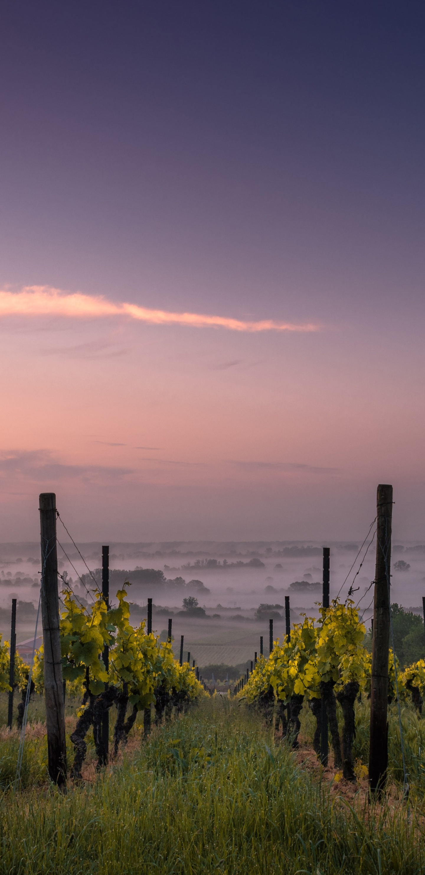 Weinberg, Wein, Weinbau, Weinreben, Sauvignon Blanc. Wallpaper in 1440x2960 Resolution