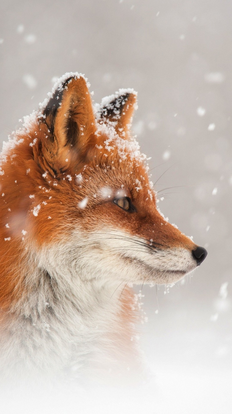 Arctic Fox, Fuchs, Kopf, Hunderasse, Carnivore. Wallpaper in 750x1334 Resolution