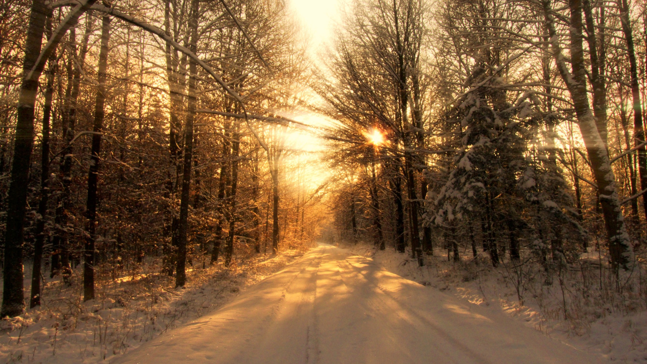 冬天, 性质, 阳光, 光, 森林 壁纸 1280x720 允许