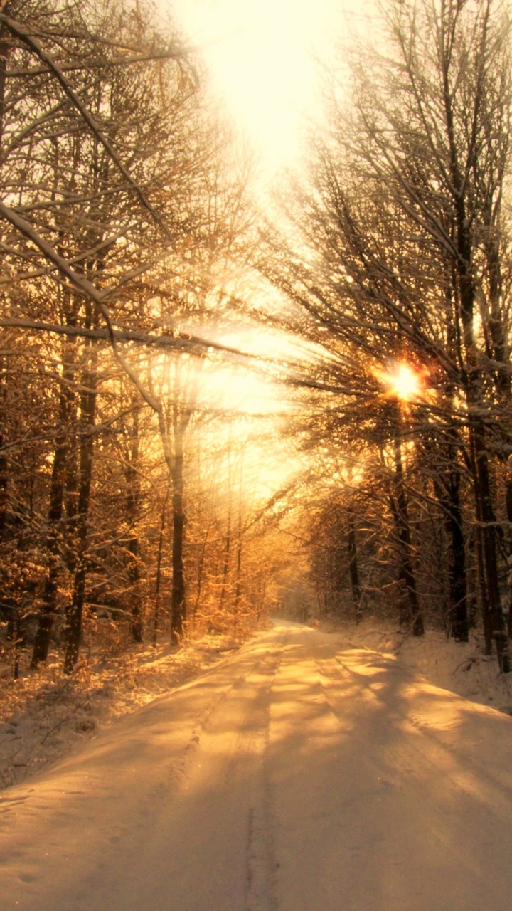 冬天, 性质, 阳光, 光, 森林 壁纸 720x1280 允许
