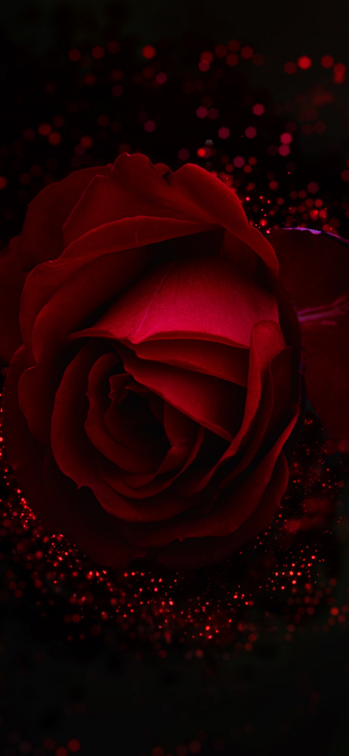 Rose Rouge Avec Des Gouttelettes D'eau. Wallpaper in 1125x2436 Resolution