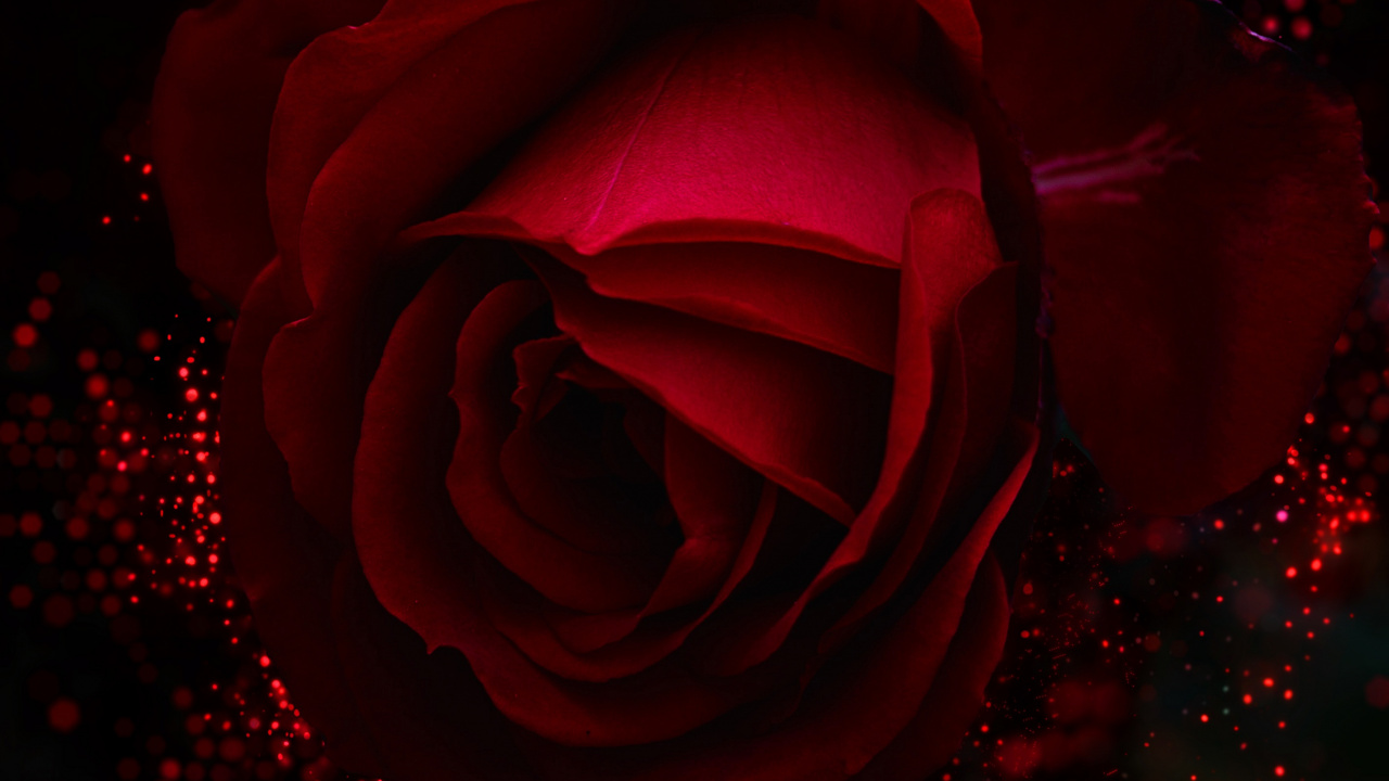 Rose Rouge Avec Des Gouttelettes D'eau. Wallpaper in 1280x720 Resolution