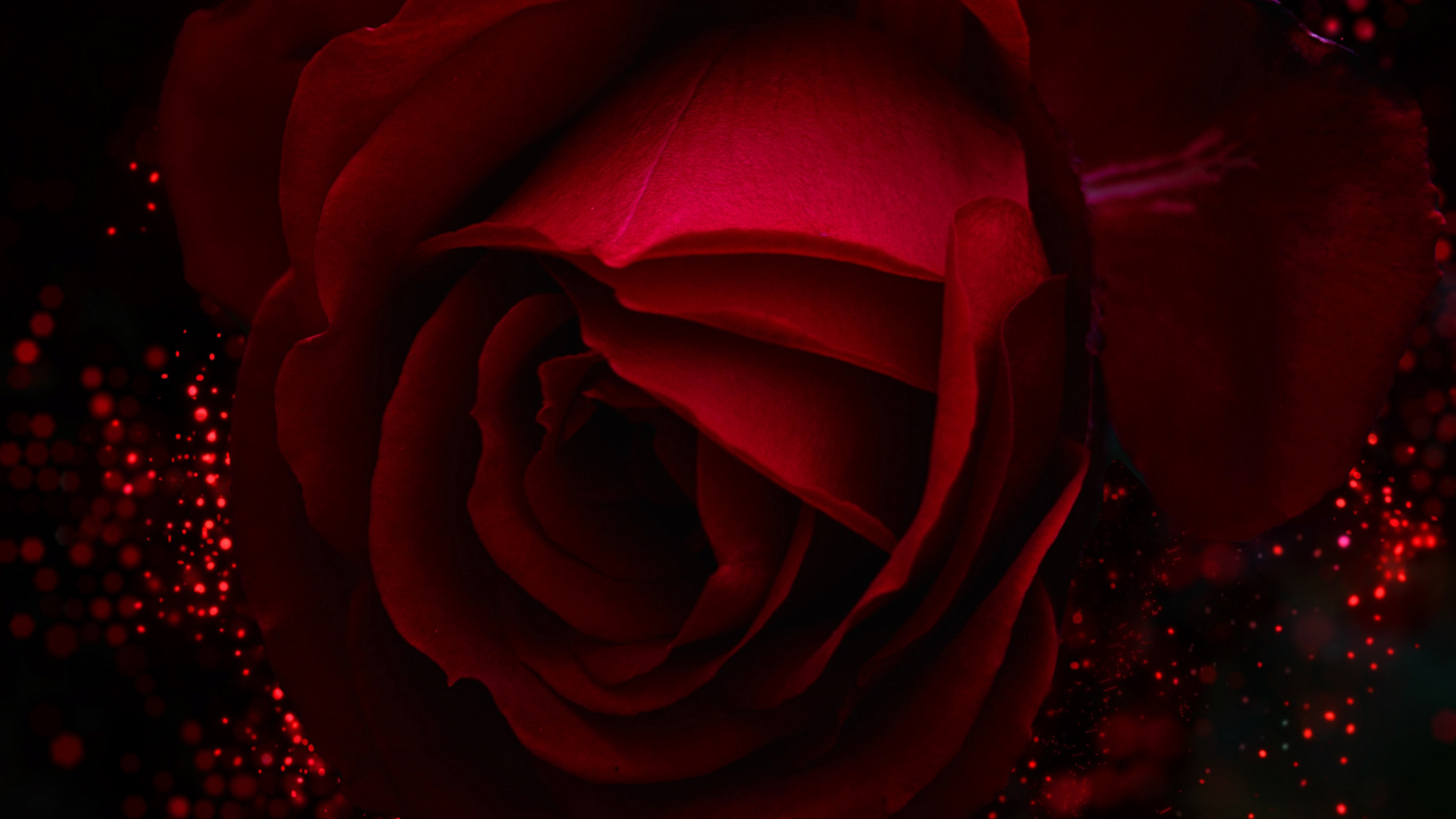 Rose Rouge Avec Des Gouttelettes D'eau. Wallpaper in 1366x768 Resolution