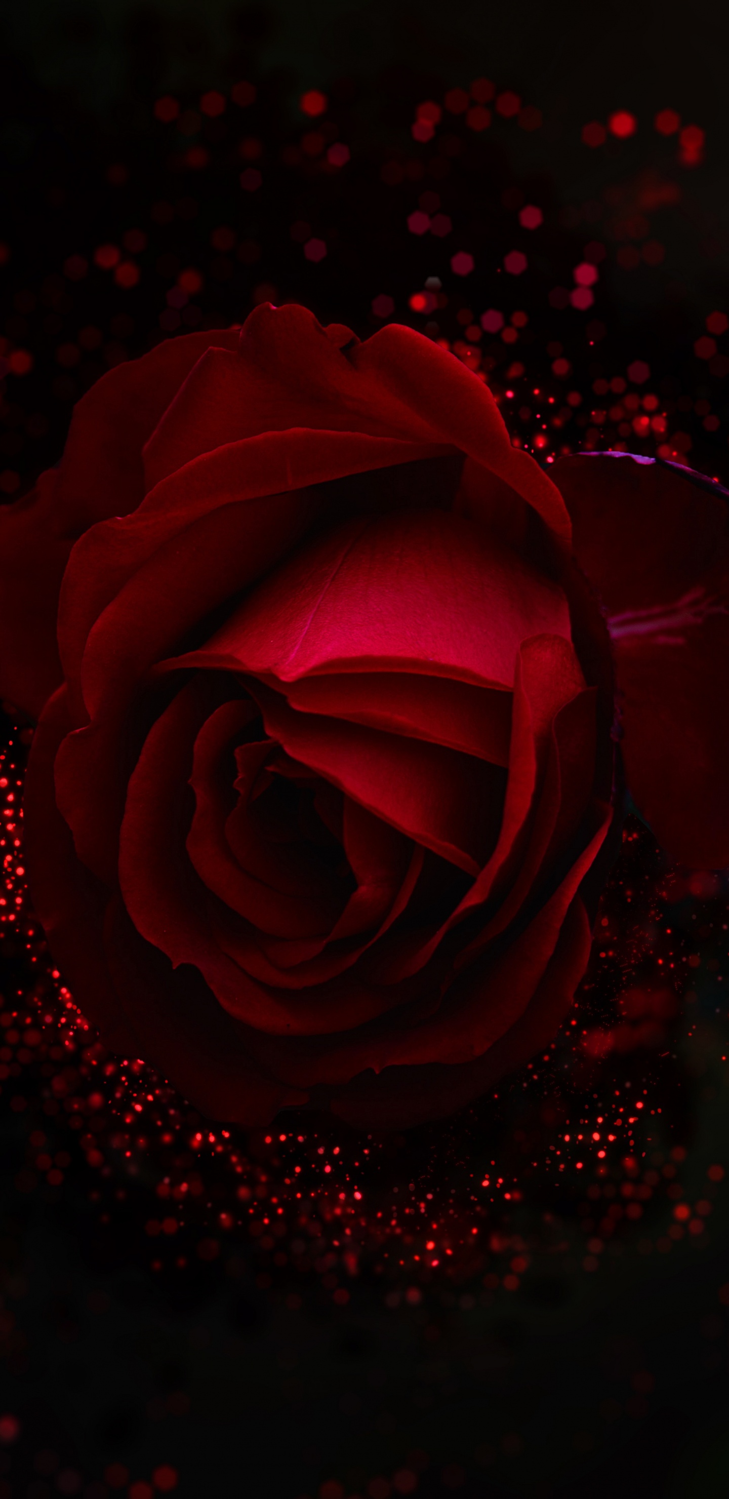 Rose Rouge Avec Des Gouttelettes D'eau. Wallpaper in 1440x2960 Resolution