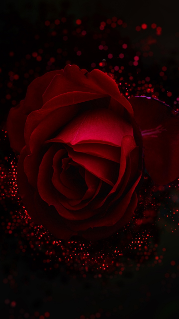 Rose Rouge Avec Des Gouttelettes D'eau. Wallpaper in 720x1280 Resolution