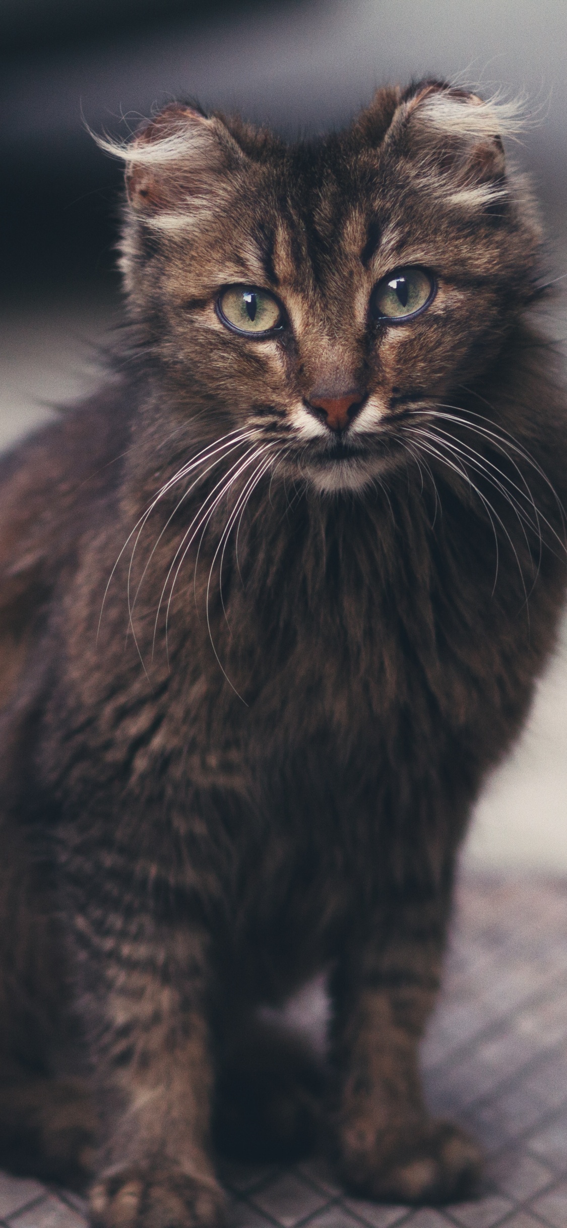 Gato Negro Sobre Piso de Concreto Gris. Wallpaper in 1125x2436 Resolution