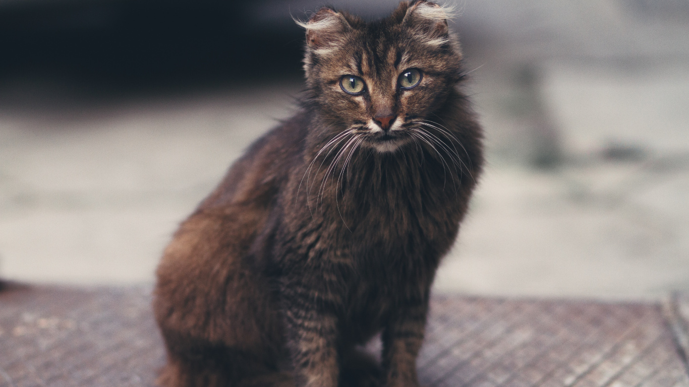 Black Cat on Grey Concrete Floor. Wallpaper in 1366x768 Resolution