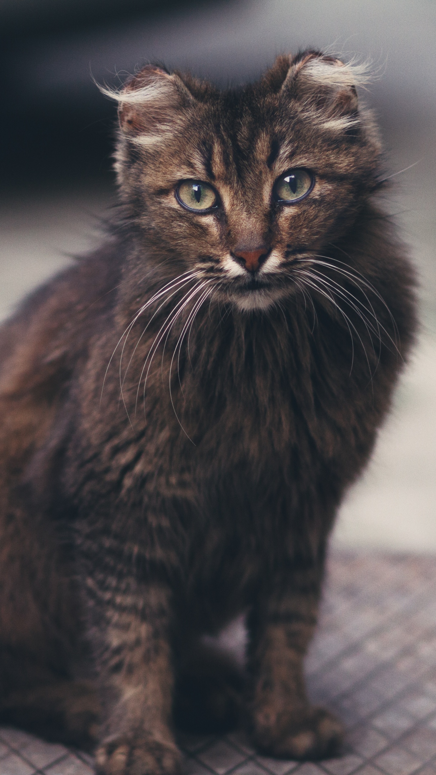 Black Cat on Grey Concrete Floor. Wallpaper in 1440x2560 Resolution