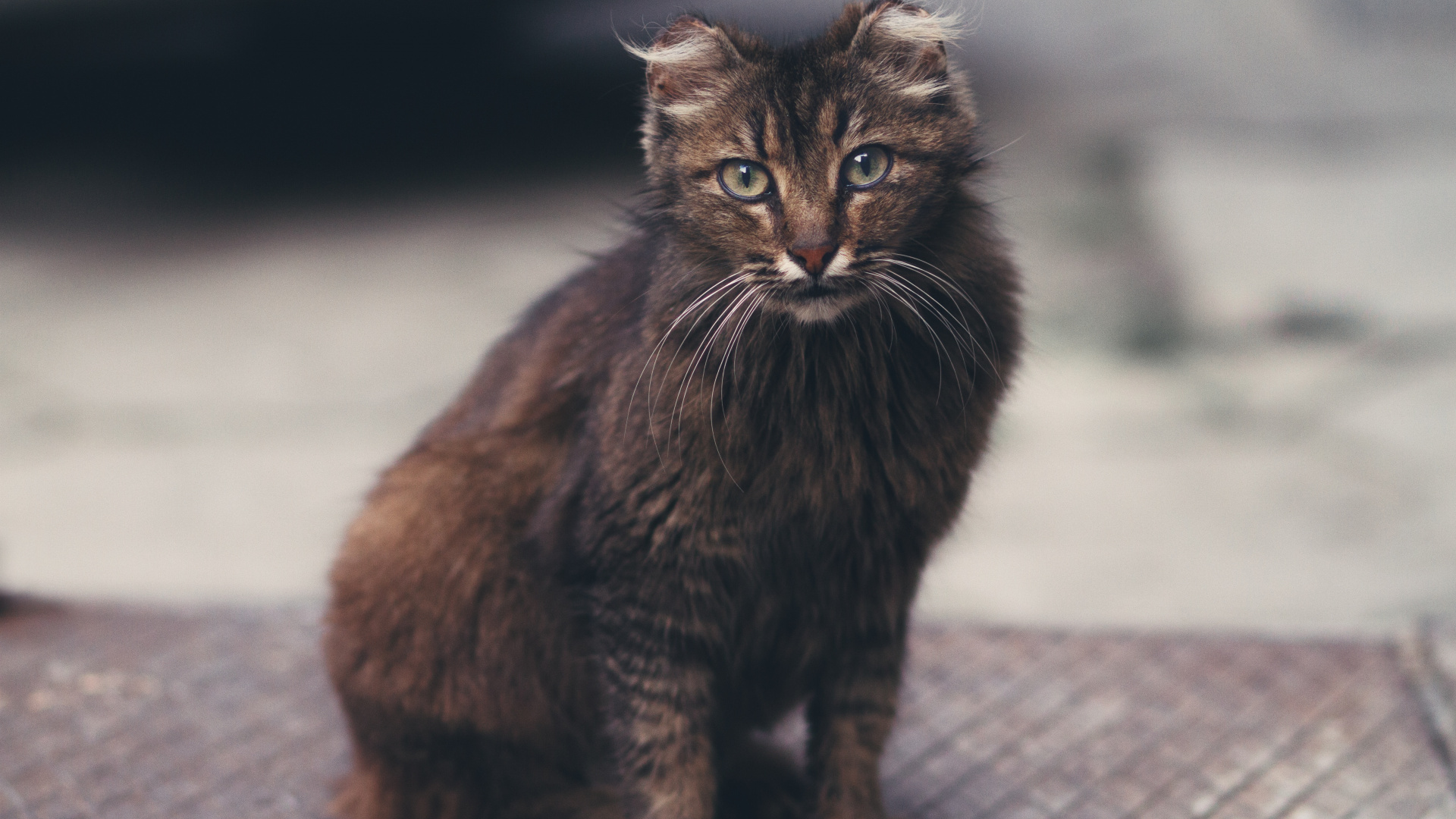 Black Cat on Grey Concrete Floor. Wallpaper in 1920x1080 Resolution