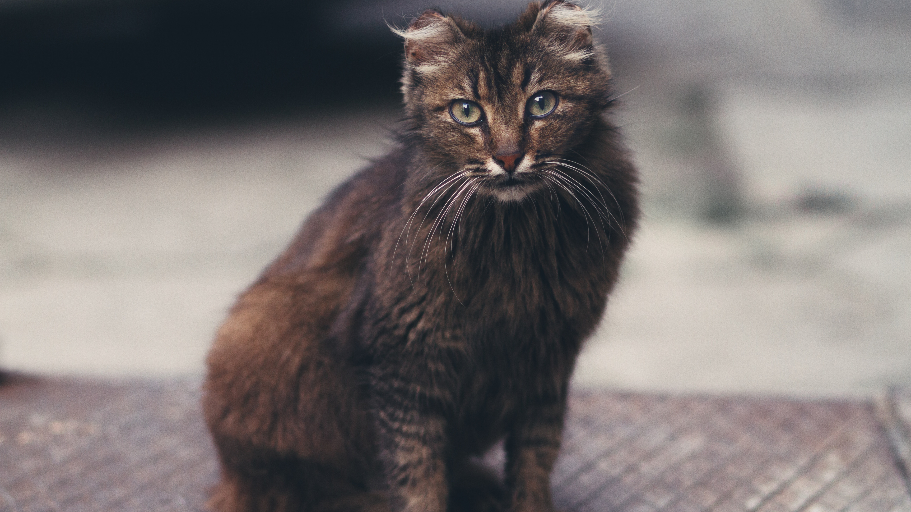 Black Cat on Grey Concrete Floor. Wallpaper in 3840x2160 Resolution