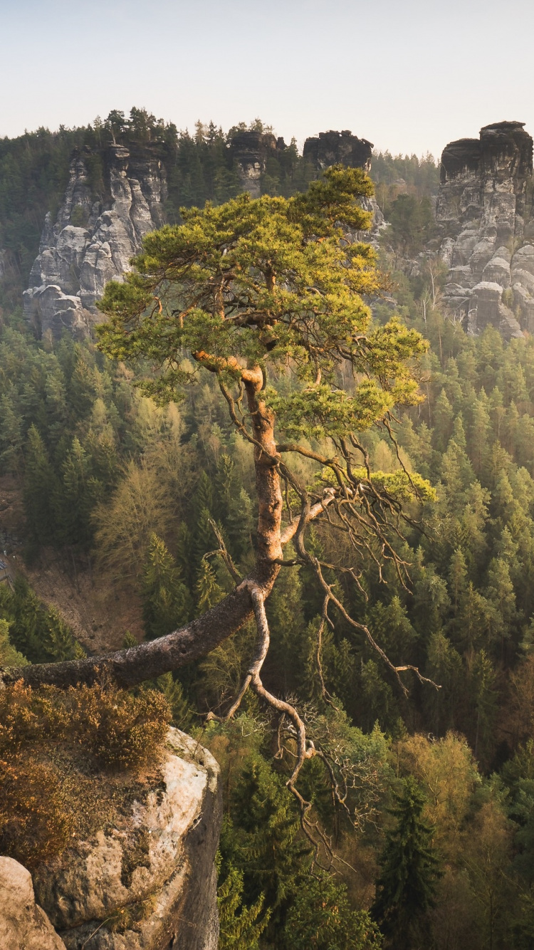 Tagsüber Grüne Bäume Auf Dem Berg. Wallpaper in 750x1334 Resolution