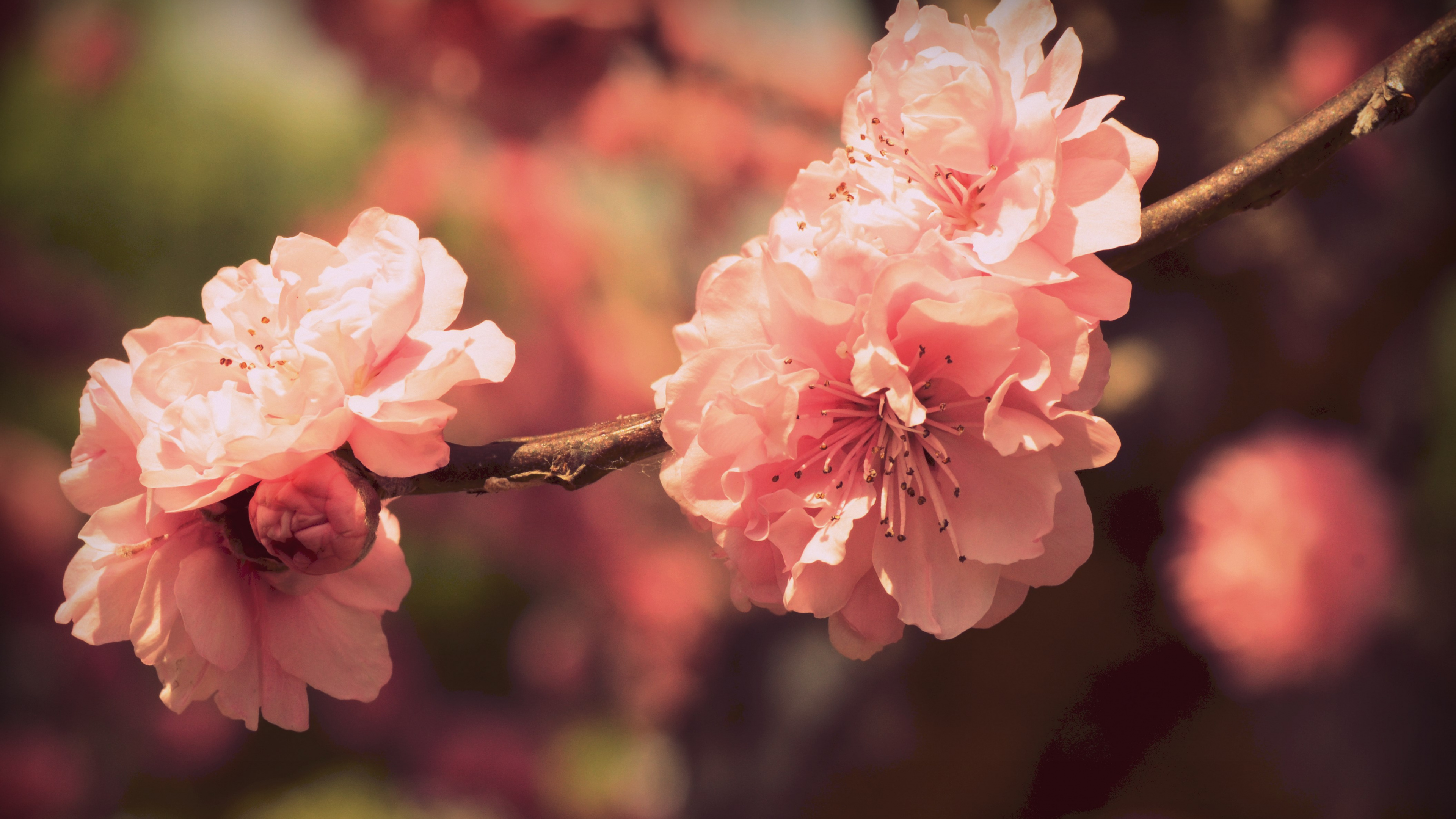 Flor de Cerezo Rosa en Fotografía de Cerca. Wallpaper in 3840x2160 Resolution