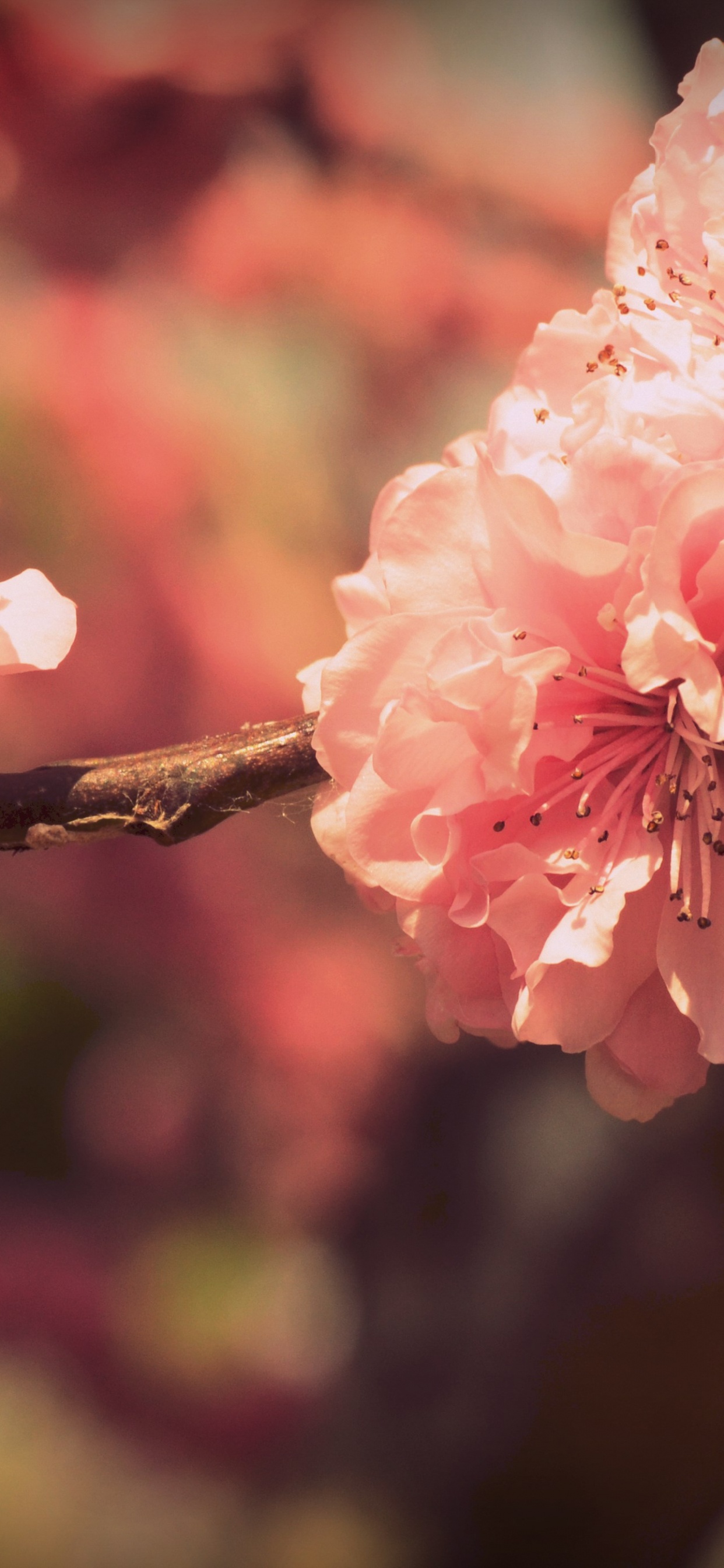 Pink Cherry Blossom in Close up Photography. Wallpaper in 1242x2688 Resolution