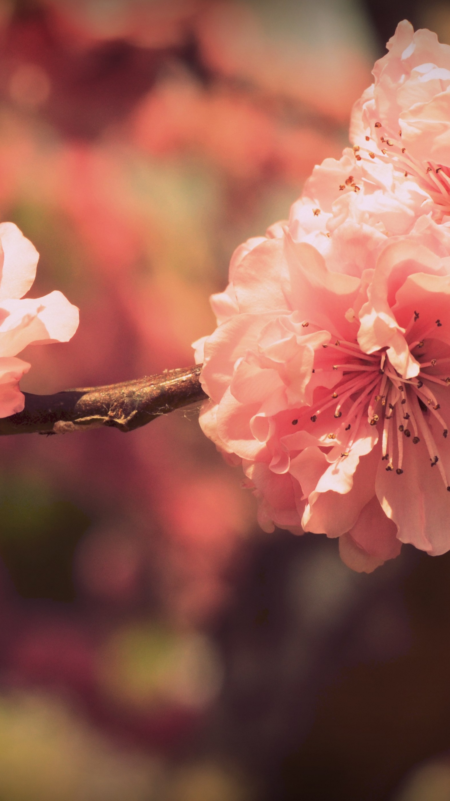Pink Cherry Blossom in Close up Photography. Wallpaper in 1440x2560 Resolution
