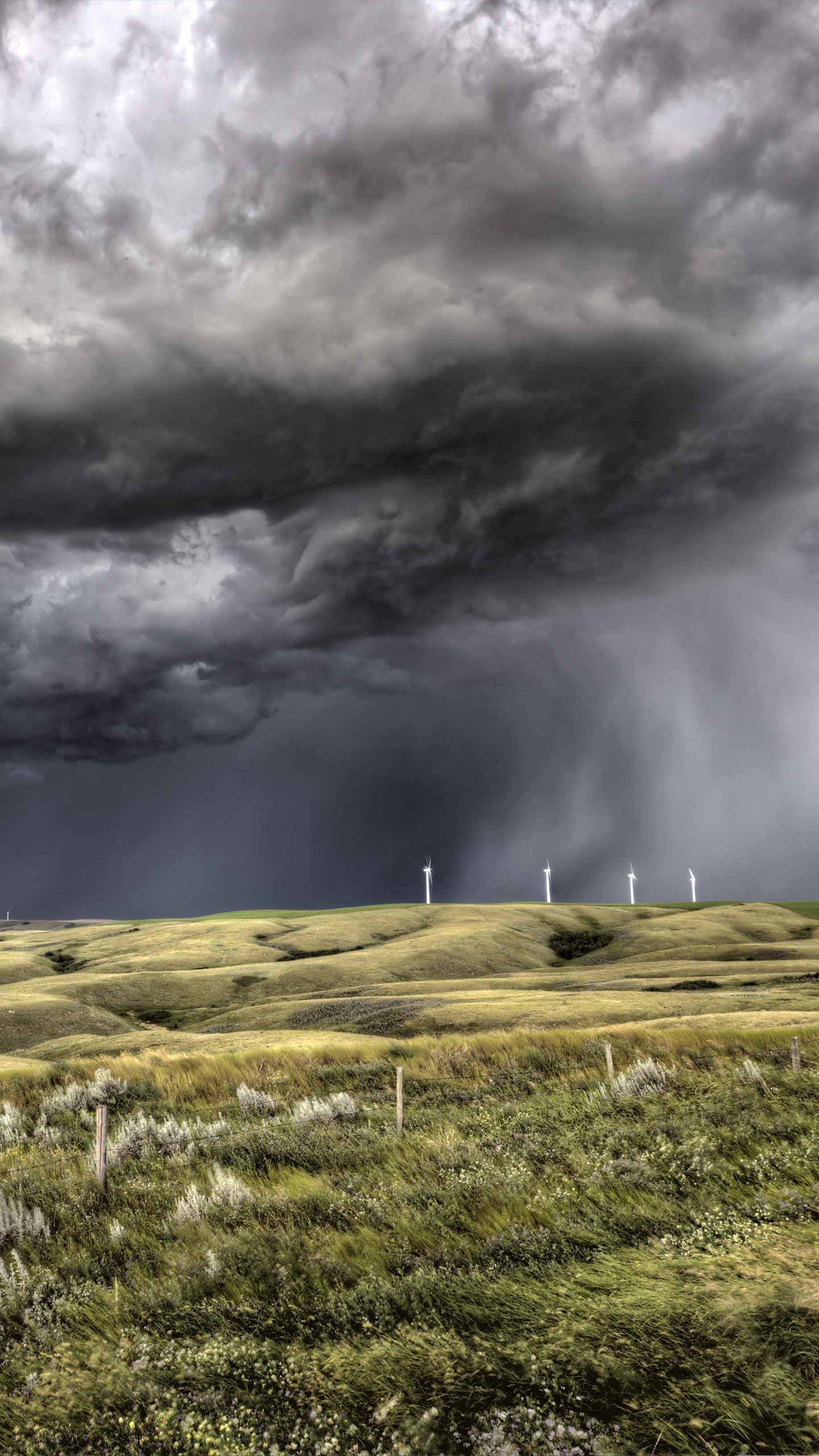 Champ D'herbe Verte Sous Les Nuages Gris. Wallpaper in 1440x2560 Resolution