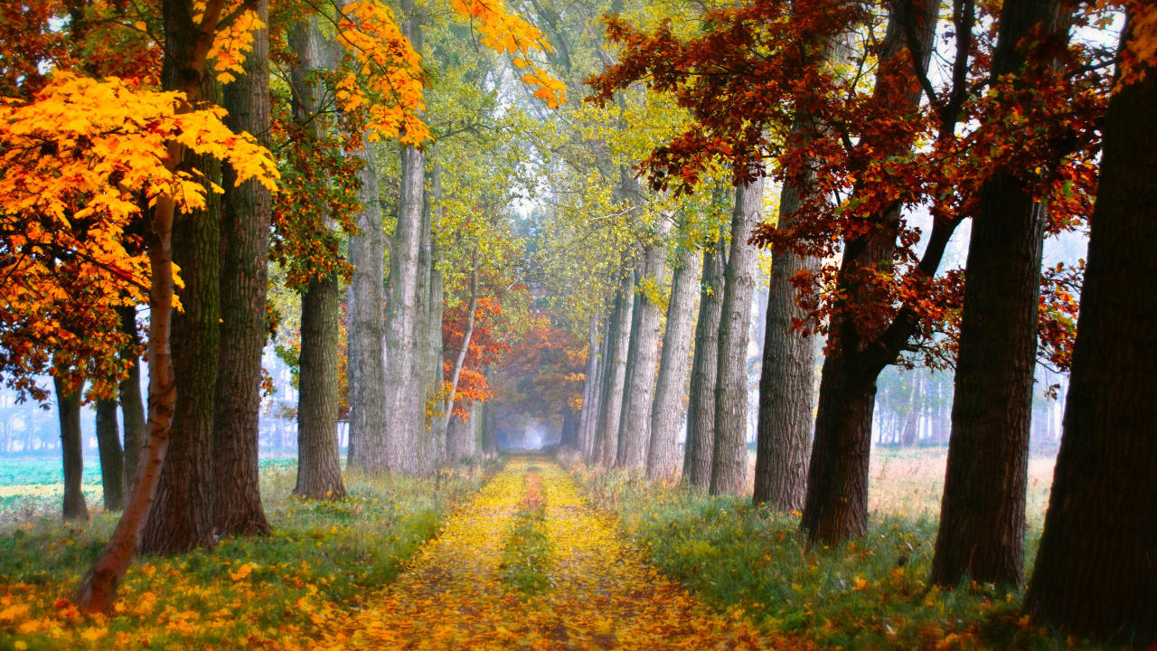 Yellow and Green Trees on Green Grass Field During Daytime. Wallpaper in 1280x720 Resolution