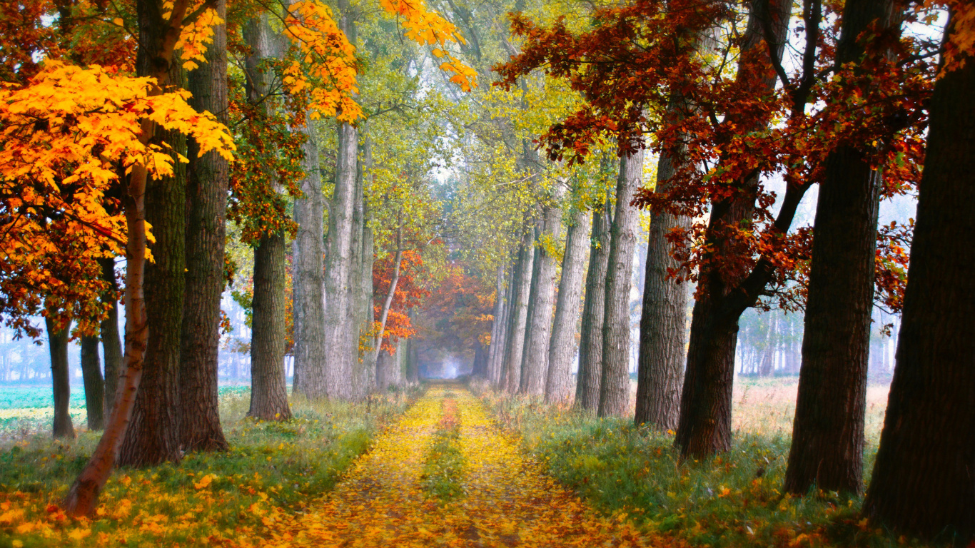 Yellow and Green Trees on Green Grass Field During Daytime. Wallpaper in 1366x768 Resolution