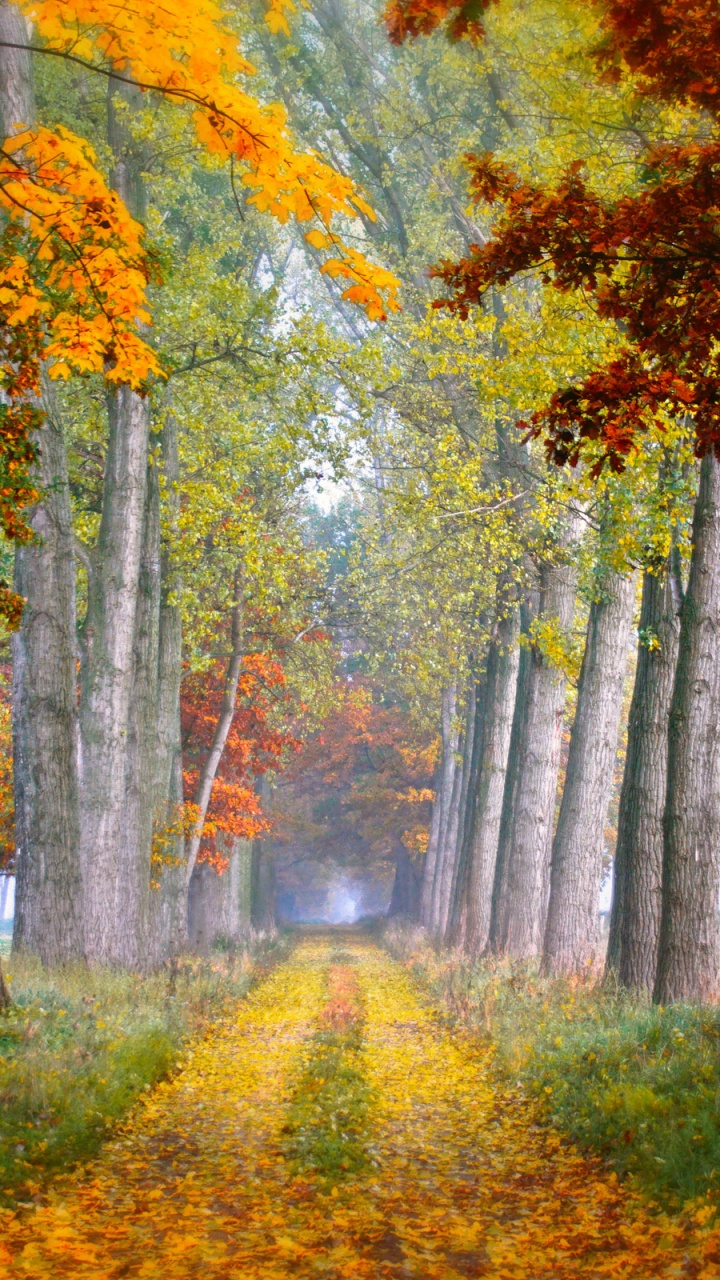 Yellow and Green Trees on Green Grass Field During Daytime. Wallpaper in 720x1280 Resolution