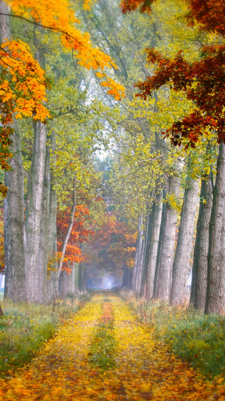 Arbres Jaunes et Verts Sur Terrain D'herbe Verte Pendant la Journée. Wallpaper in 750x1334 Resolution