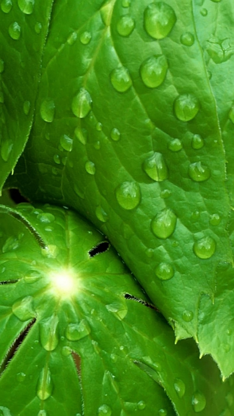 Gotas de Agua Sobre Hojas Verdes. Wallpaper in 750x1334 Resolution