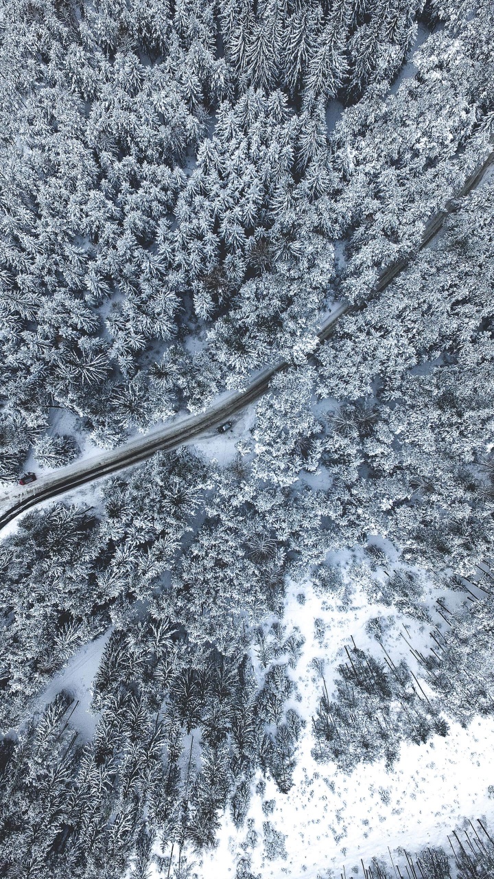 科学, 树枝, 冻结, 木, 斜坡 壁纸 720x1280 允许