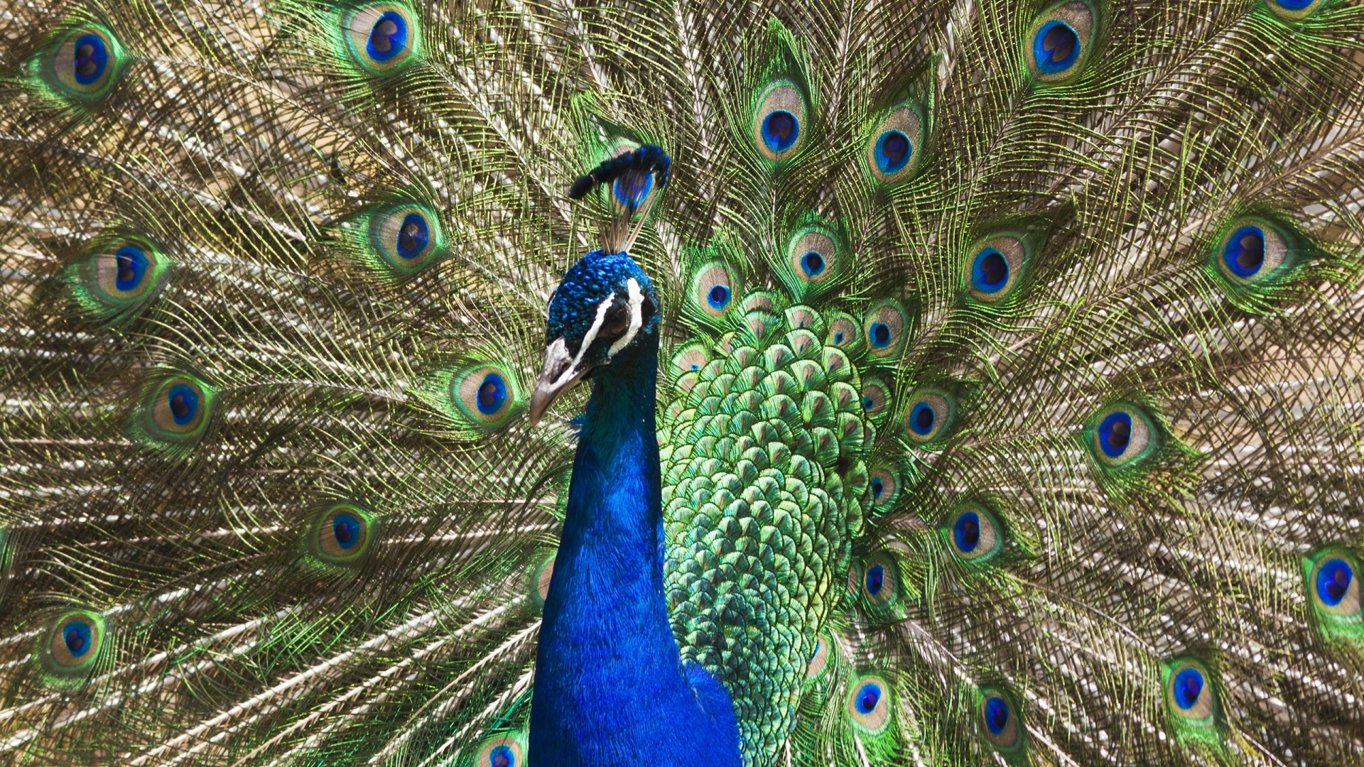 Blue Peacock in Close up Photography. Wallpaper in 1920x1080 Resolution