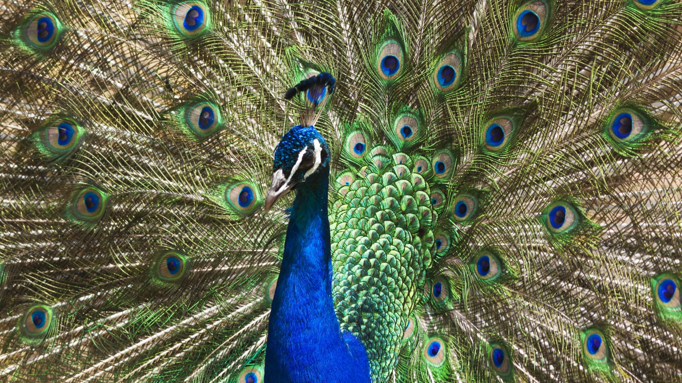 Pavo Real Azul en Fotografía de Cerca. Wallpaper in 1366x768 Resolution