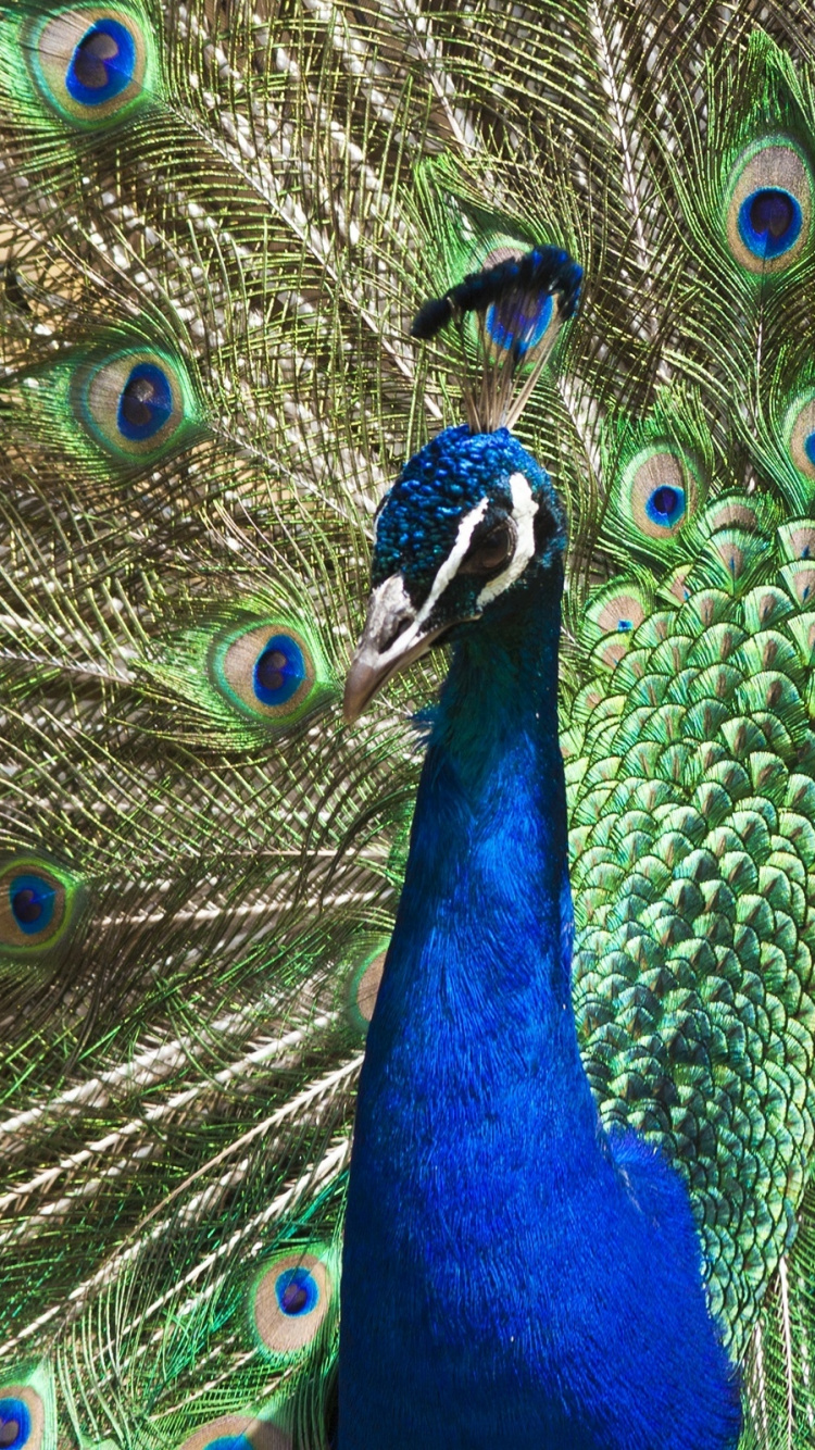 Pavo Real Azul en Fotografía de Cerca. Wallpaper in 750x1334 Resolution