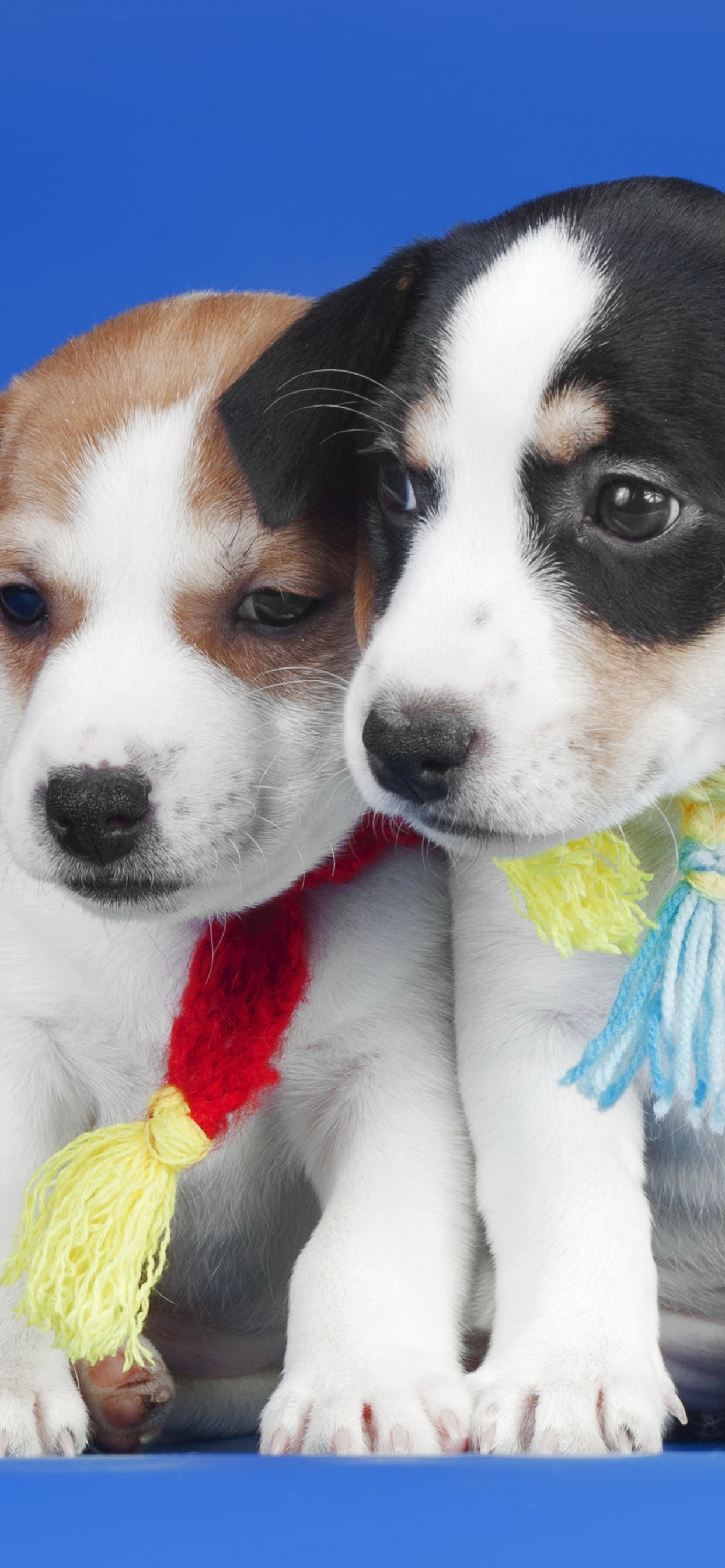 White and Brown Short Coated Puppy. Wallpaper in 1242x2688 Resolution