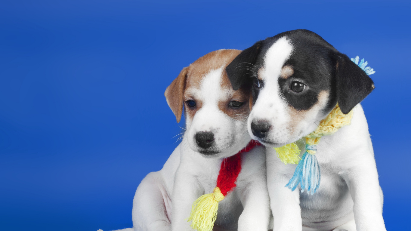 White and Brown Short Coated Puppy. Wallpaper in 1366x768 Resolution