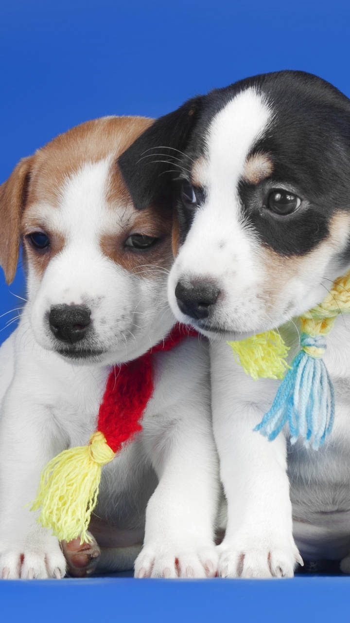 White and Brown Short Coated Puppy. Wallpaper in 720x1280 Resolution