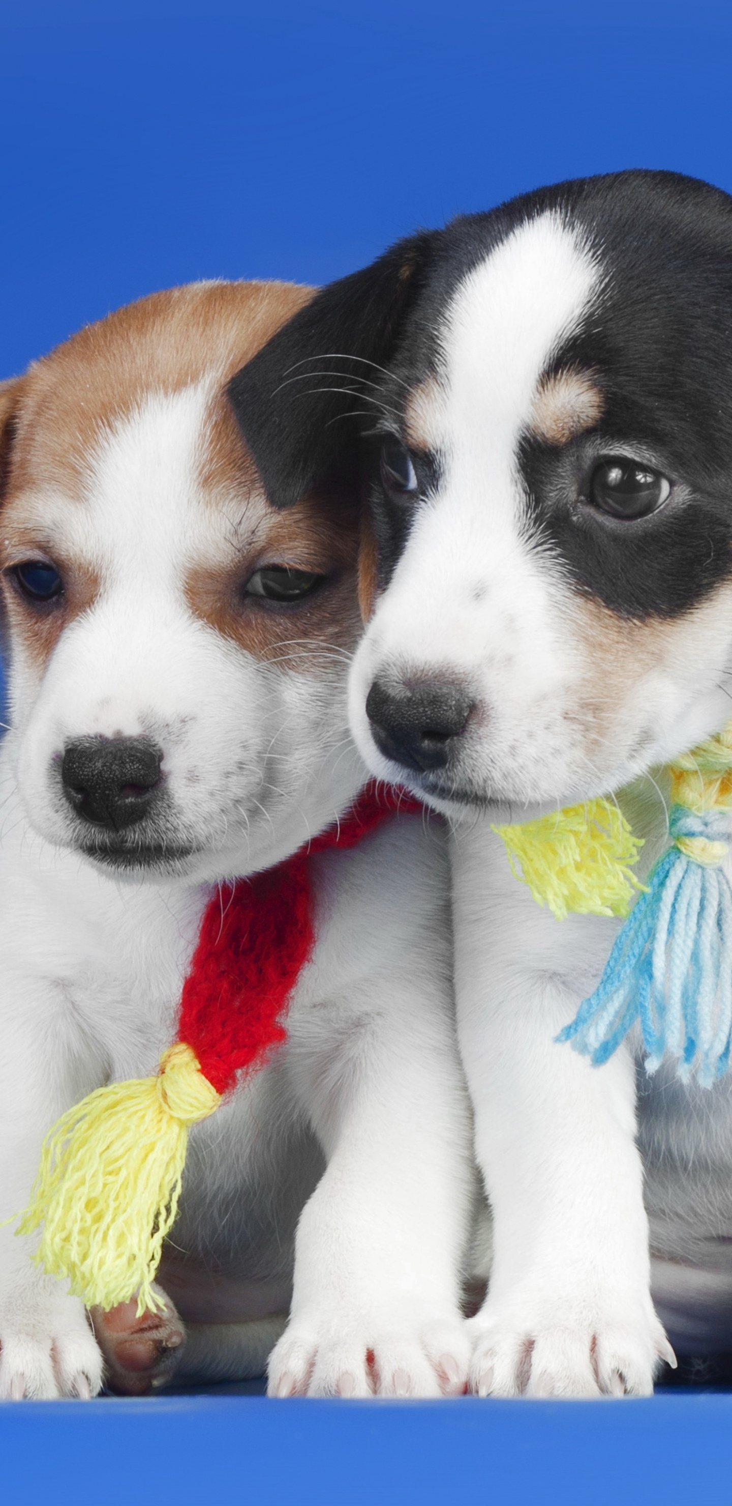 Weißer Und Brauner Kurzhaariger Welpe. Wallpaper in 1440x2960 Resolution