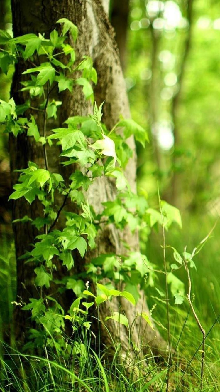 Green Grass Field During Daytime. Wallpaper in 750x1334 Resolution