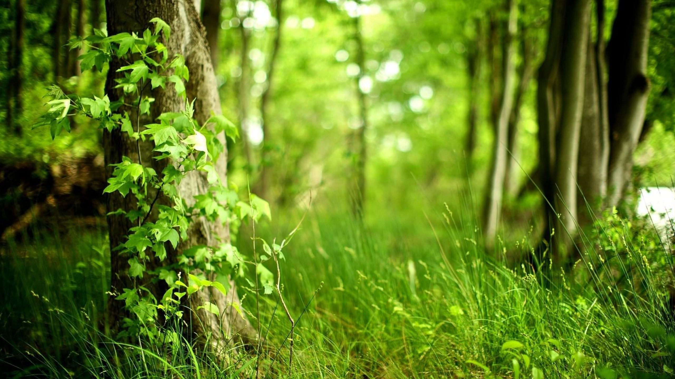 Champ D'herbe Verte Pendant la Journée. Wallpaper in 2560x1440 Resolution