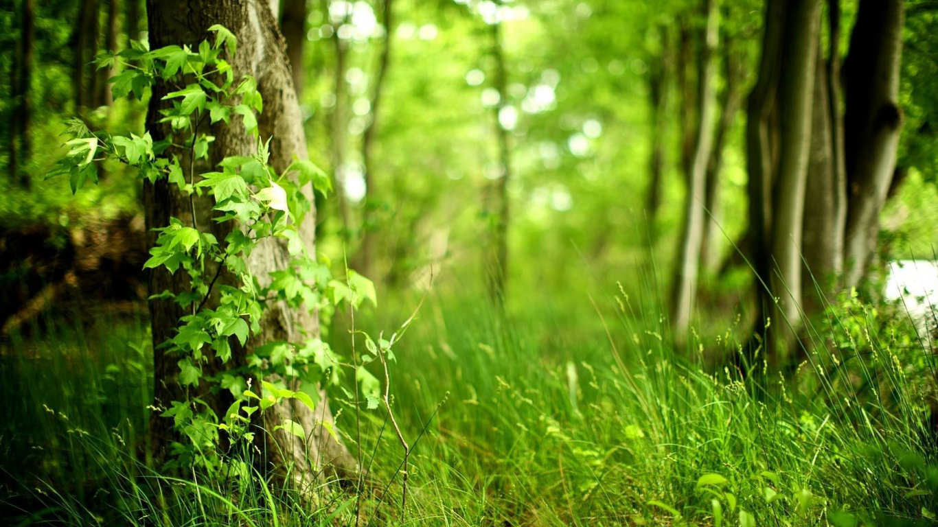 Tagsüber Grüne Wiese. Wallpaper in 1366x768 Resolution